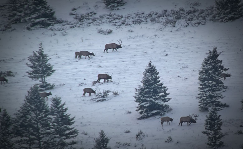 Winter Elk Herd